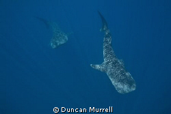 Pair of whale sharks feeding Honda Bay, Palawan. There we... by Duncan Murrell 